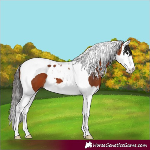 Horse Color:Bay Splash Tobiano