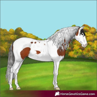 Horse Color:Bay Splash Tobiano