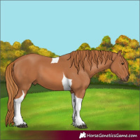 Horse Color:Chestnut Tobiano 