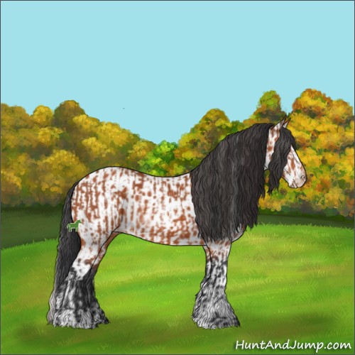 Horse Color:Bay Sabino Rabicano and White Spotted Bay Sabino Appaloosa Rabicano