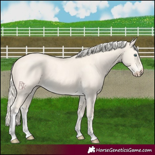 Horse Color:Cremello Dun Tobiano 