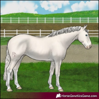 Horse Color:Cremello Dun Tobiano 
