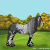 Horse Color:Black Sabino 
