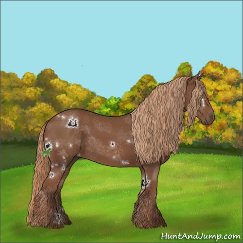 Horse Color:White Spotted Chestnut