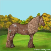 Horse Color:White Spotted Chestnut 