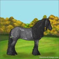 Horse Color:White Spotted Blue Roan 