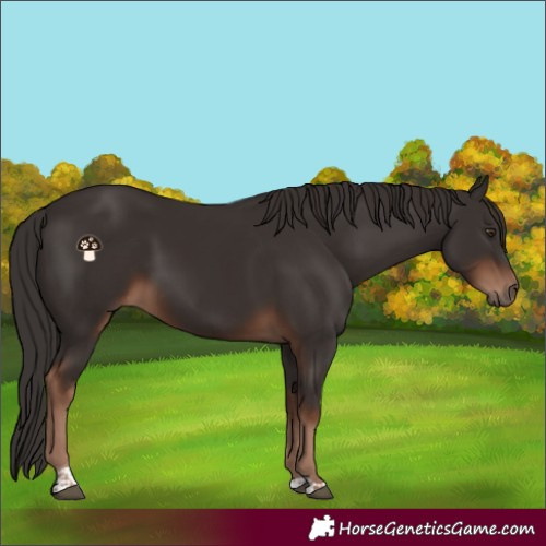 Horse Color:Liver Chestnut Tobiano 