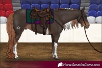 Horse Color:Liver Chestnut Tobiano