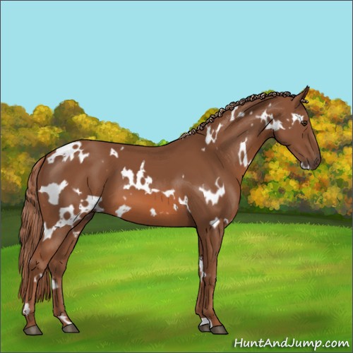 Horse Color:White Spotted Chestnut 