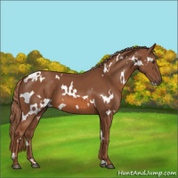 Horse Color:White Spotted Chestnut 