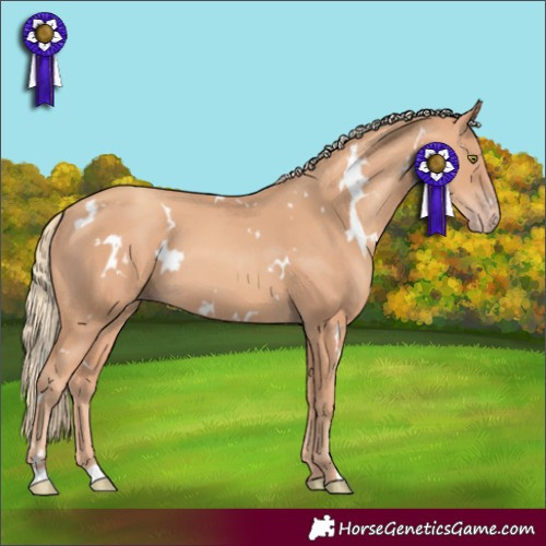 Horse Color:White Spotted Gold Champagne