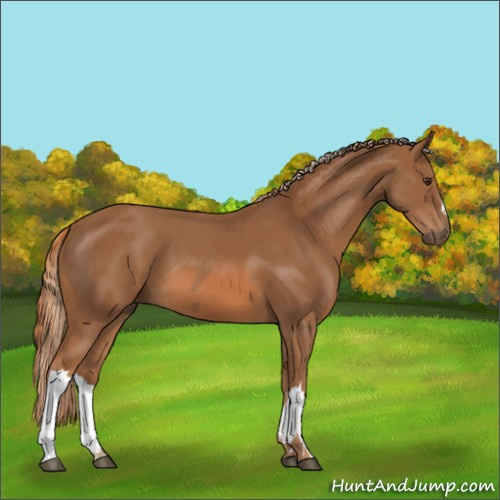 Horse Color:Chestnut  and Chestnut 