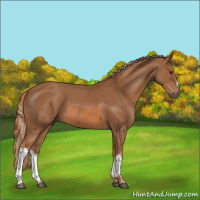 Horse Color:Chestnut  and Chestnut 