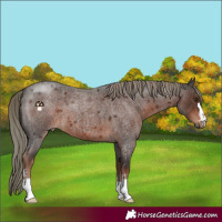 Horse Color:Liver Red Roan Mushroom 