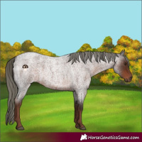 Horse Color:Liver Red Roan Mushroom