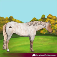 Horse Color:Chocolate Palomino Roan 