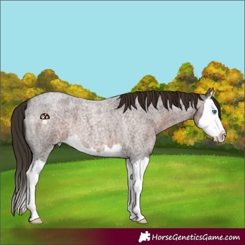 Horse Color:Liver Red Roan Splash 
