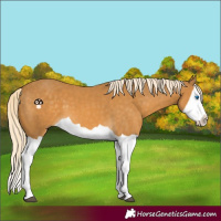 Horse Color:Palomino Splash 