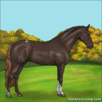 Horse Color:Liver Chestnut Tobiano 