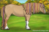 Horse Color:Painted Red Dun 