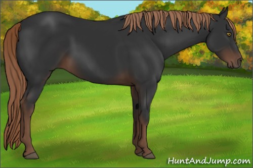 Horse Color:Liver Chestnut 