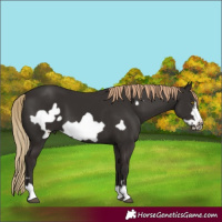 Horse Color:Liver Chestnut Frame 