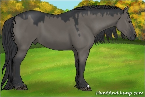 Horse Color:Grullo