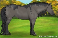 Horse Color:Grullo 