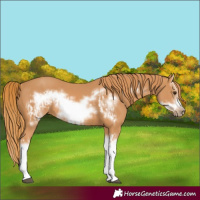 Horse Color:Chestnut Splash Frame  and Chestnut Splash Frame 