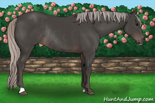 Horse Color:Silver Black Rabicano