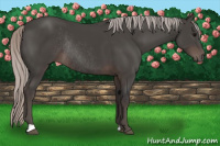 Horse Color:Silver Black Rabicano 