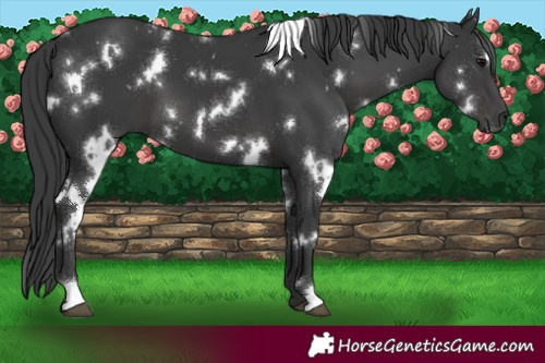 Horse Color:White Spotted Black