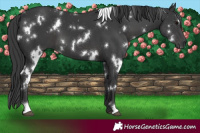 Horse Color:White Spotted Black