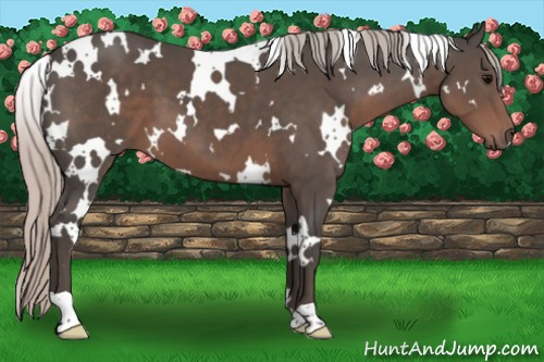 Horse Color:White Spotted Silver Black