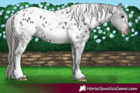 Horse Color:White Spotted Brown Appaloosa 