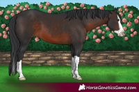 Horse Color:Brown Splash 