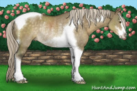 Horse Color:Chocolate Palomino Dun Mushroom Sabino Tobiano Rabicano