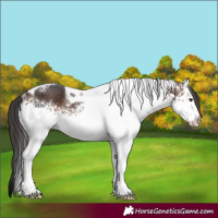 Horse Color:White Spotted Brown Tobiano Rabicano