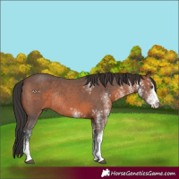 Horse Color:White Spotted Brown Rabicano 