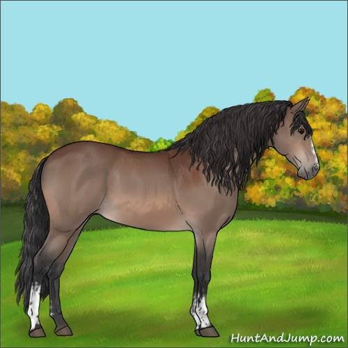 Horse Color:White Spotted Bay 