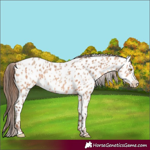 Horse Color:Amber Champagne Appaloosa  and Amber Champagne Appaloosa 
