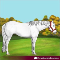 Horse Color:Gray Bay Splash Frame 
