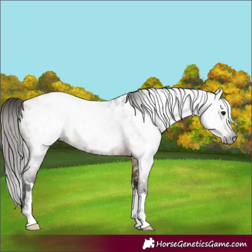 Horse Color:Gray Bay Roan Near Leopard Rabicano 