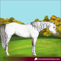 Horse Color:Gray Bay Roan Near Leopard Rabicano 
