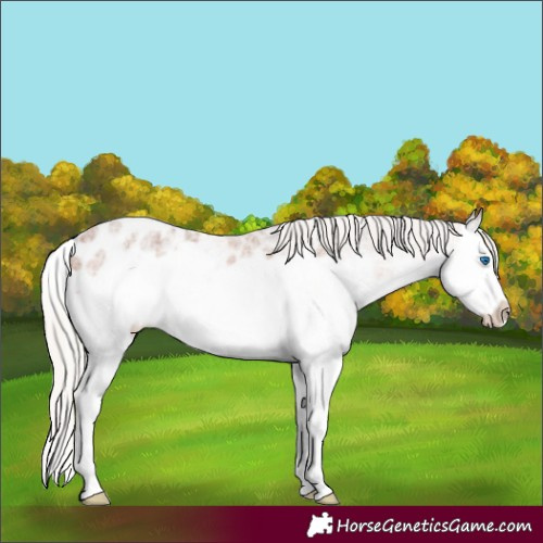 Horse Color:Silver Brown Ice Roan Splash Frame Appaloosa 
