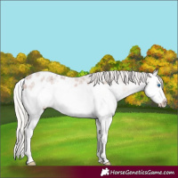 Horse Color:Silver Brown Ice Roan Splash Frame Appaloosa 