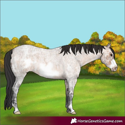 Horse Color:Brown Ice Roan Dun Frame