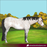 Horse Color:Brown Ice Roan Dun Frame 