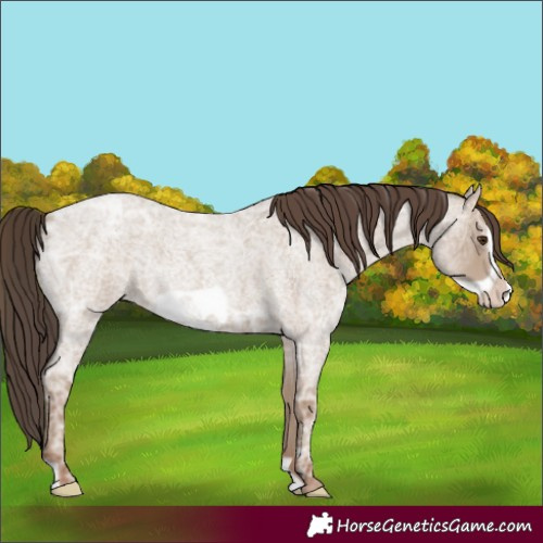 Horse Color:Classic Champagne Ice Roan Frame 