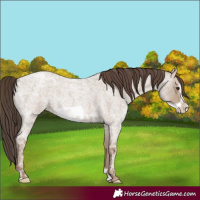 Horse Color:Classic Champagne Ice Roan Frame 